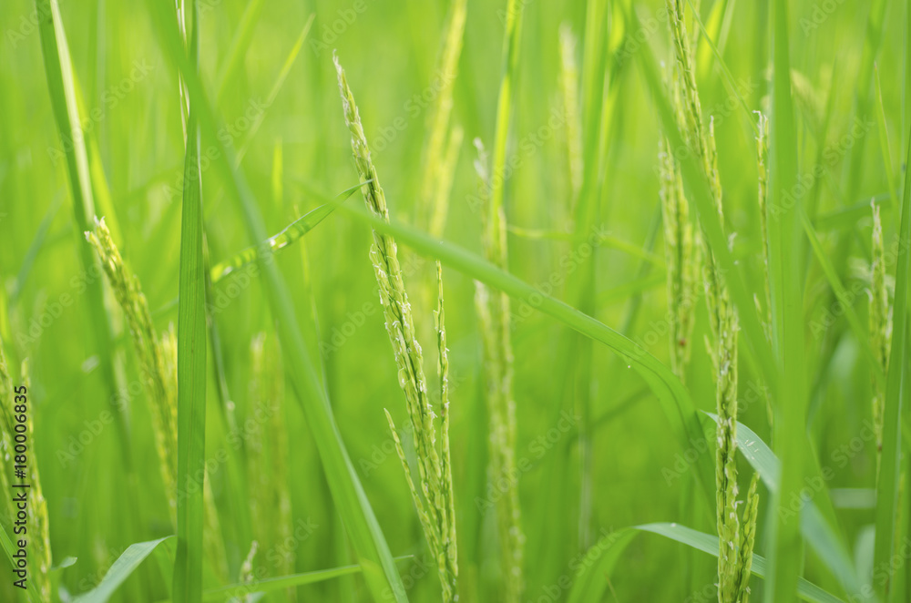 Blurred for Background.Rice field with green rice. Blurred for Background.Rice field with green rice.