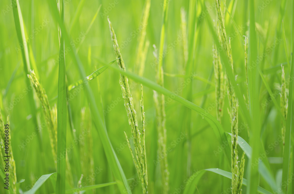 Blurred for Background.Rice field with green rice.