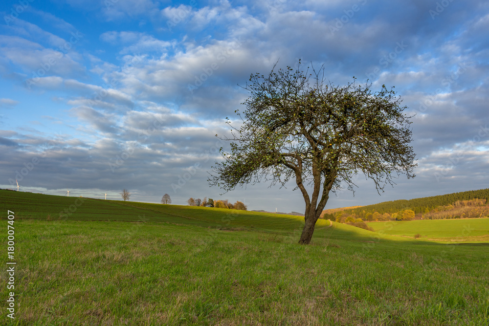 Fototapeta premium one Tree