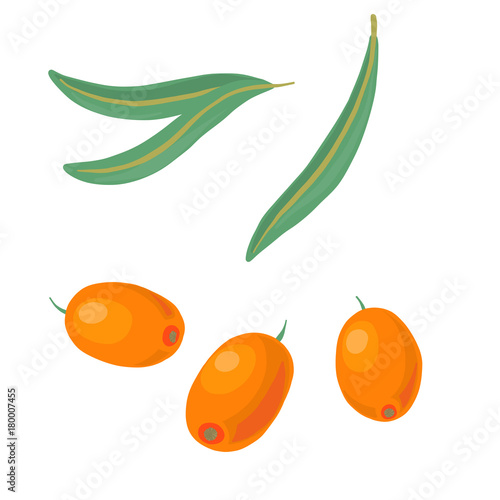 vector sea buckthorn