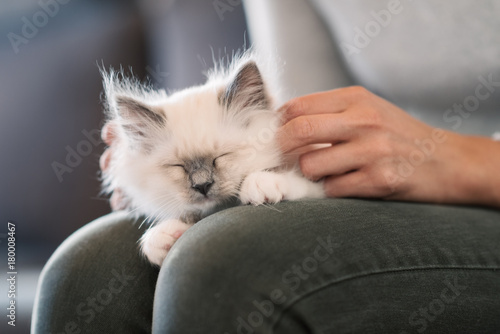 Cuddly cat lying on its owner's lap