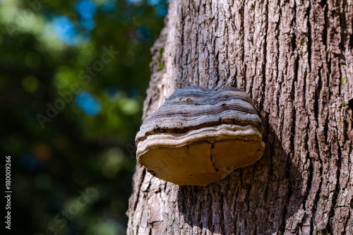 mushroom on the trunk of a tree