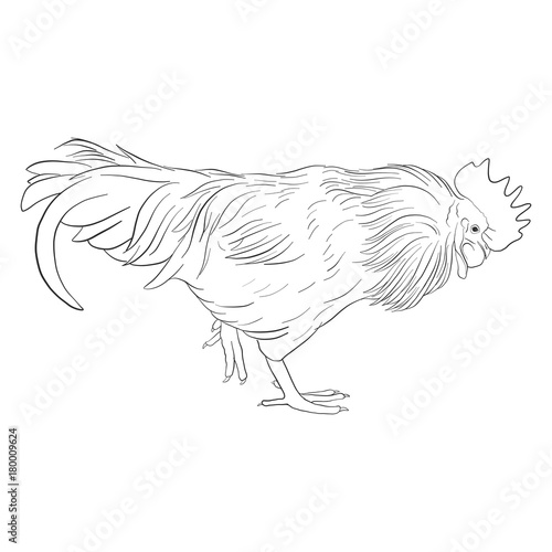 Fototapeta Naklejka Na Ścianę i Meble -  vector sketch of cock
