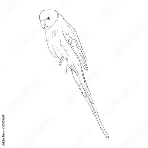 vector sketch of budgerigar