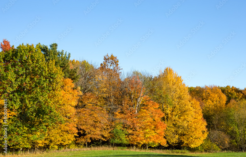 Obraz premium Autumn Colored Trees with Copy Space