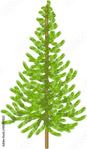 Christmas Tree Plain