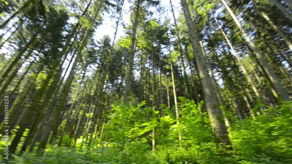 Rotating pan of pine trees in spring, Croatia. Rotating pan of pine trees in spring, Croatia.