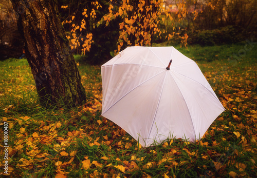 umbrella and autumn