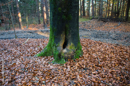 Wallpaper Mural Herbstlicher Wald Torontodigital.ca