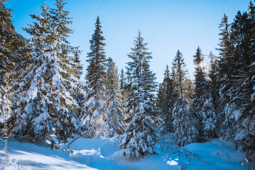 Fir forest covered with snow