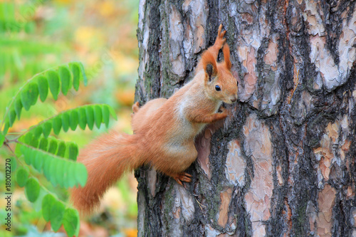 curious squirrel © sosnytskyi