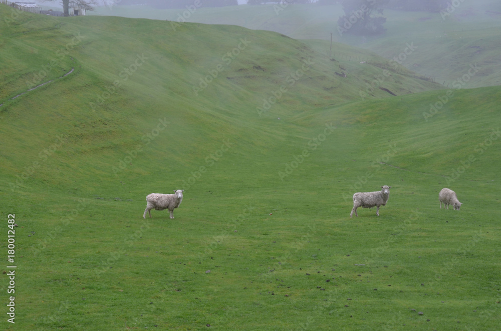 new zealand new zealand