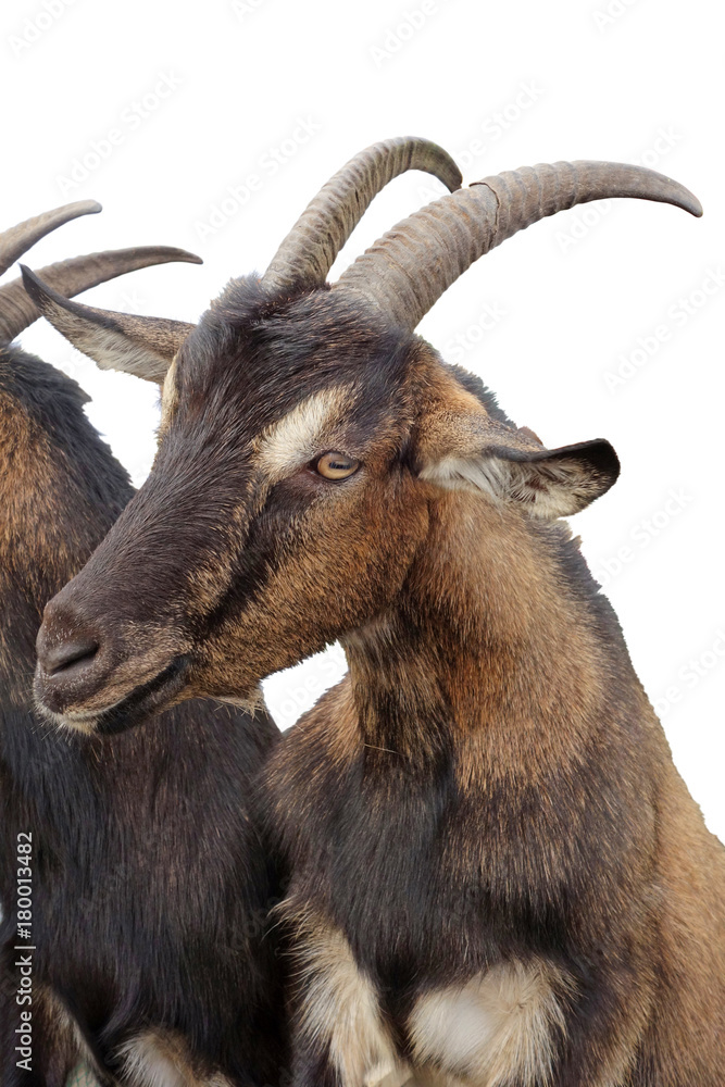 Goat with horns on white