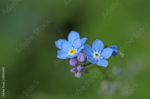 Fleur bleue des prés et jardins, fleur sauvage résistante. Myosotis dans un champ du Sud de la France. 
