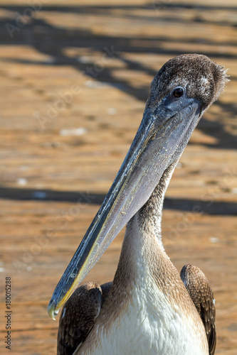 Portrait of a Pelican on the Pier in San Francisco California USA