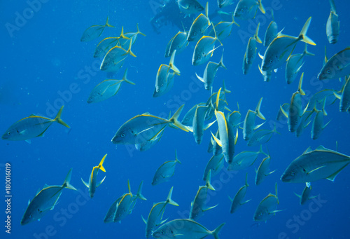group of fish © Simone Tognon