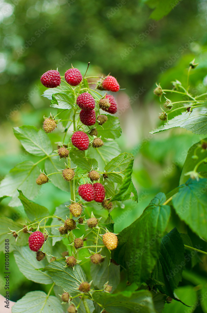 Fototapeta premium Sweet delicious berries for dessert