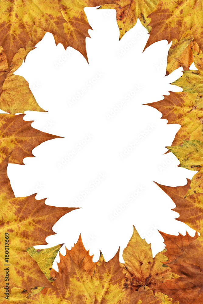 Fototapeta premium Dry Maple Leaves Border Backdrop Isolated On White Background