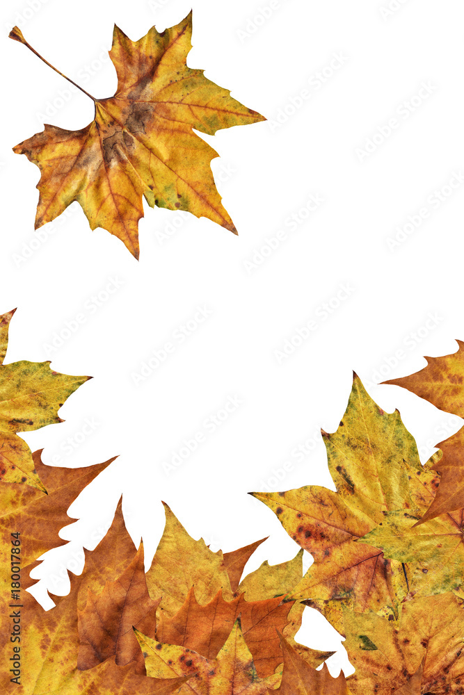 Dry Maple Leaves Border Backdrop Isolated On White Background Dry Maple Leaves Border Backdrop Isolated On White Background