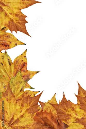 Dry Maple Leaves Border Backdrop Isolated On White Background