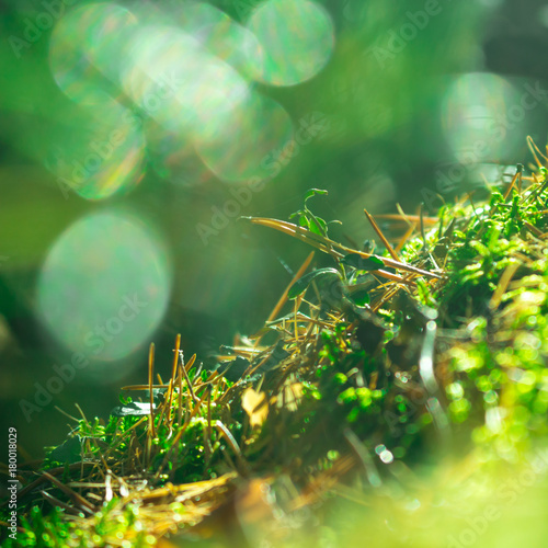 Close up of green moss. Sunlight in dark forest. Macro. Blurred background