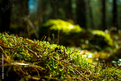 Close up of green moss. Ecology nature landscape. Sunlight in dark forest. Macro