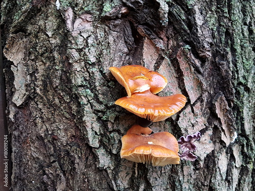 Желтые грибы на фоне коры дерева в лесу 