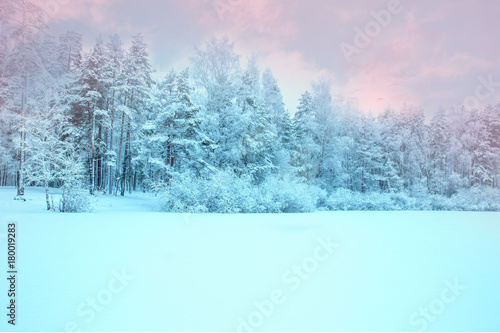 Sunlight in the winter forest. Panoramic view. Panorama winter fairy tale. © Olga Ionina