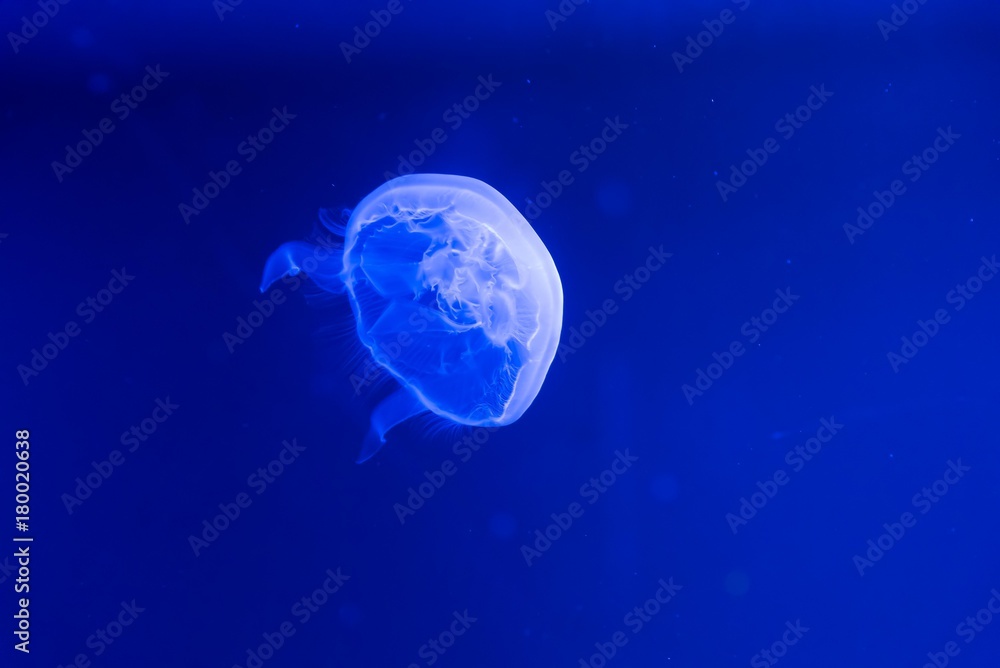 Blue jellyfish swim to light in the aquarium, Fluorescent jellyfish. 