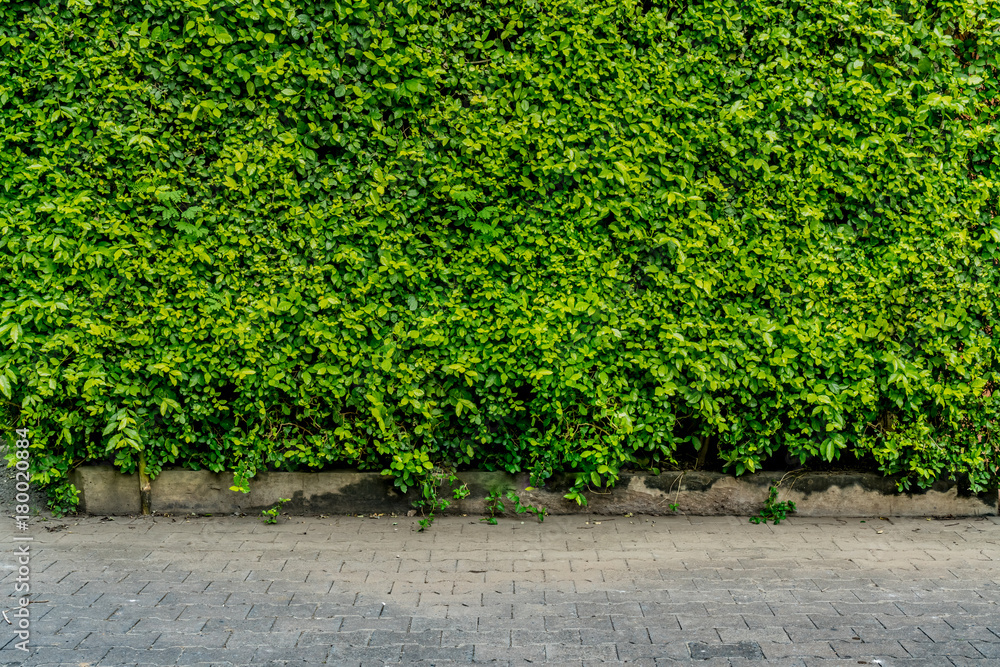 Fototapeta premium Green hedge fence