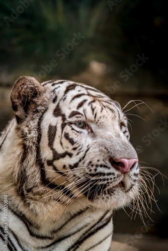 White bengal tiger