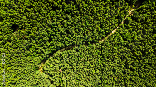 Droneshots of road cutting through woods