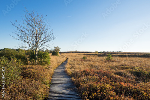 Hohes Venn Moor (High fens, hautes fagnes) - Holzsteg im Herbst photo