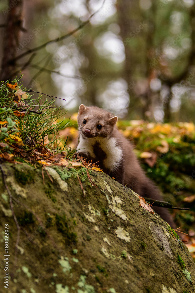 Pine marten rare species in natural habitat (Martes martes) Pine marten rare species in natural habitat (Martes martes)