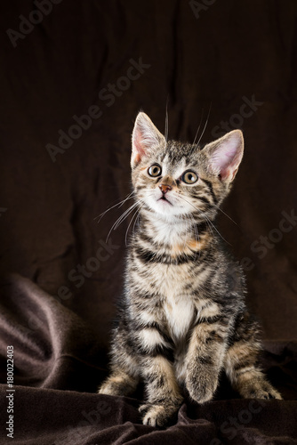 Fototapeta Portrait of tabby kitten with few red spots