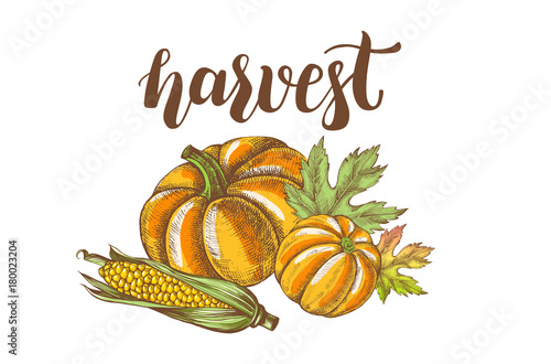 Vegetables autumn harvest Background. Composition with Ink hand drawn pumpkins, maple leaves, corn. Vector illustration with brush calligraphy style lettering.