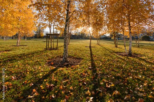 Εκτύπωση καμβά The birch grove in the late autumn at sunset.