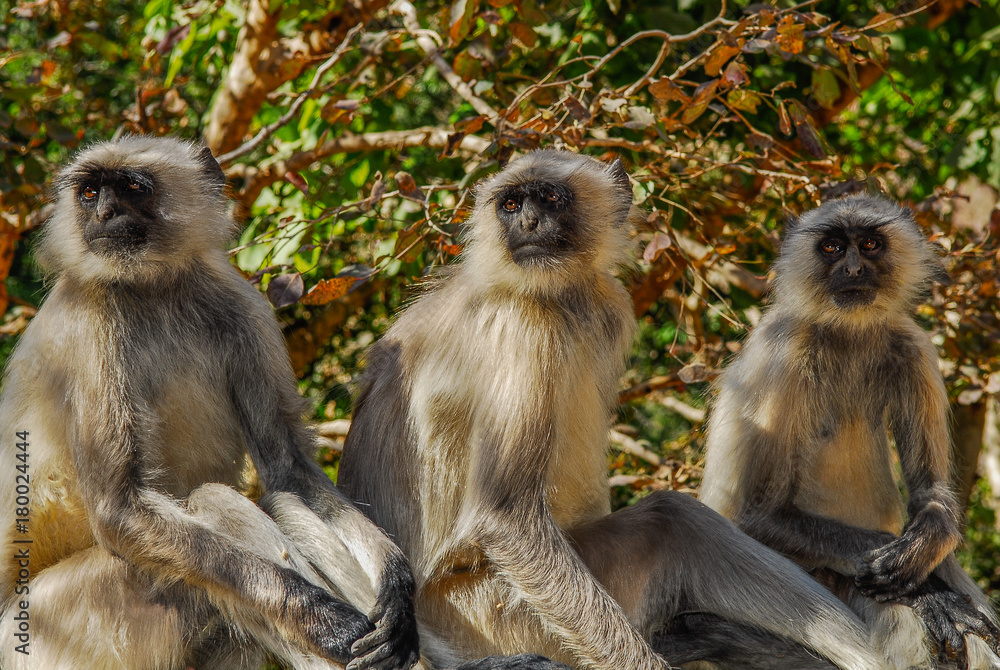 Obraz premium india monkey