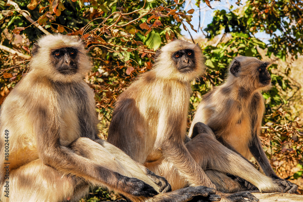 Obraz premium india monkey