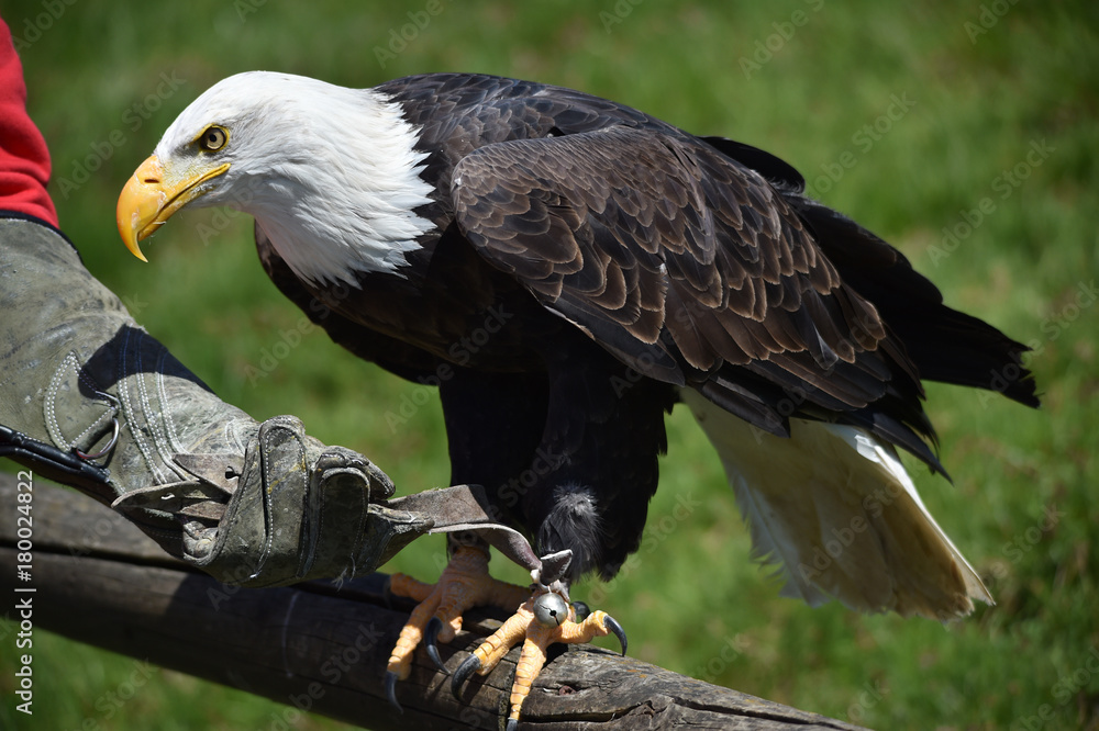 Fototapeta premium Weisskopfseeadler