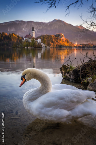 Bled  Slovenia - Sunrise at the beautiful Lake Bled with swan and the Pilgrimage Church of the Assumption of Maria and Bled Castle at background at autumn