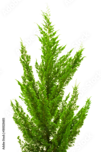 Big and green christmas tree isolated on white background with clipping path.