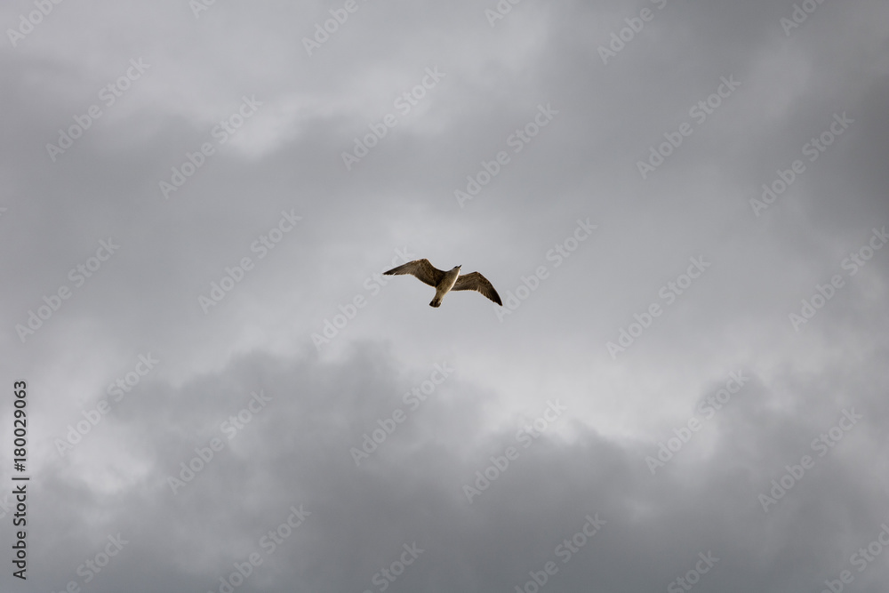 Seagull flying on a stormy background Seagull flying on a stormy background