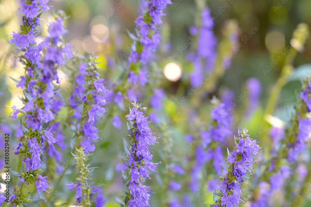 Hyssop flower branch (Hyssopus officinalis) in the herb garden, blurred ...