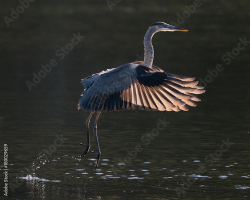 Canvas Print Great Blue Heron in Flight V