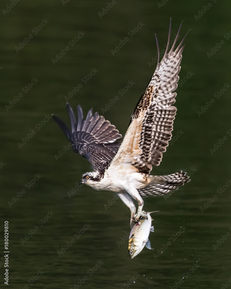 Fototapeta premium Osprey in Flight With Catch XXII