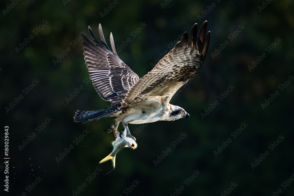 Fototapeta premium Osprey in Flight With Catch XXX