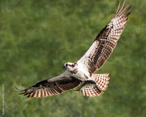 Osprey in Flight With Catch XXV
