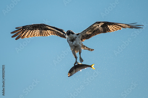 Osprey in Flight With Catch XXIX