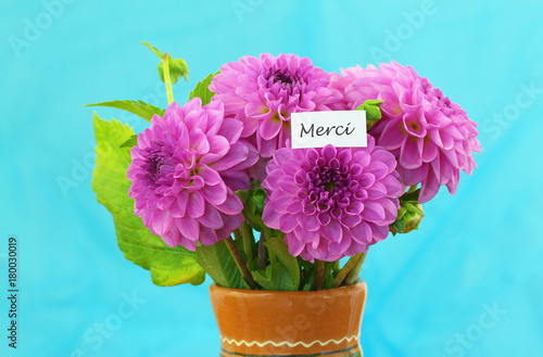 Fototapeta Naklejka Na Ścianę i Meble -  Merci (thank you in French) card with pink dahlia flowers on vivid blue background
